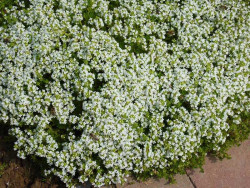 Macierzanka wczesna 'Albiflorus' - sadzonki P9 | Byliny Farm