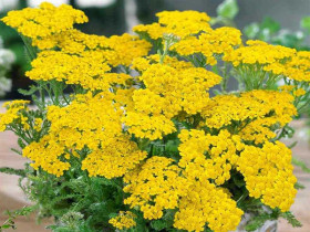 Krwawnik 'Desert Eve Yellow' - sadzonki P9 | Byliny Farm