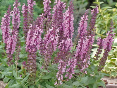 Szałwia sensation medium 'Pink' - sadzonki P9 | Byliny Farm