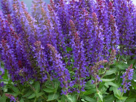 Szałwia Sensation Medium 'Violet' - sadzonki P9 | Byliny Farm