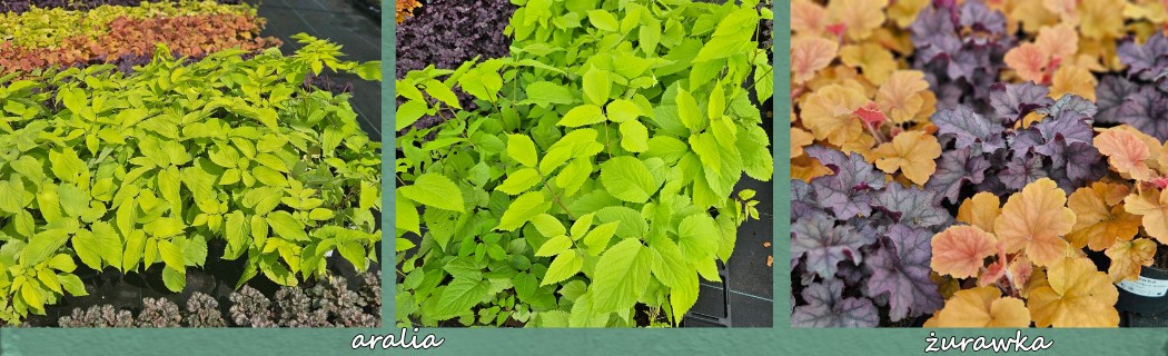 Żurawka, aralia - byliny do cienia ozdobne z liści