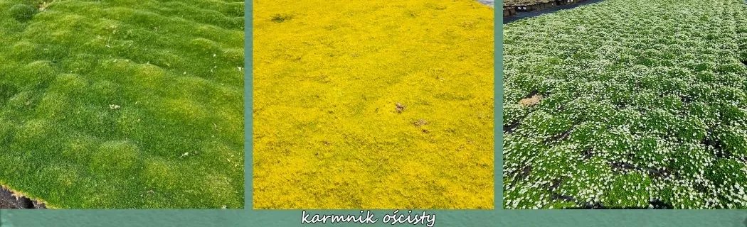 Karmnik ościsty zamiast trawnika