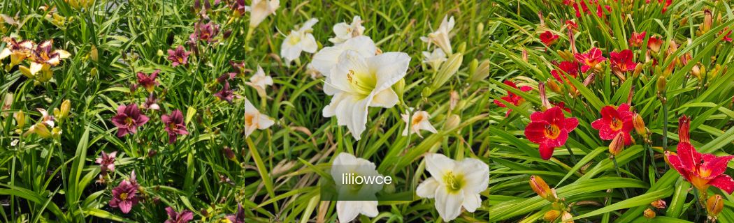 Łatwe w uprawie liliowce