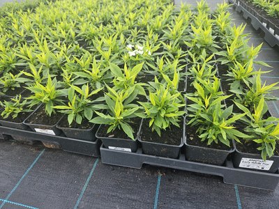 Pielęgnacja bylin po posadzeniu – pierwsze tygodnie krok po kroku