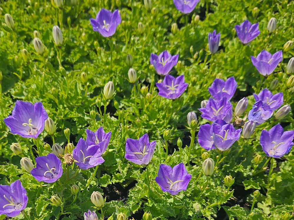 Fioletowoniebieskie, miseczkowate kwiaty dzwonka karpackiego Perla Blue skierowane w górę i liczne pąki nad kępami ząbkowanych liści