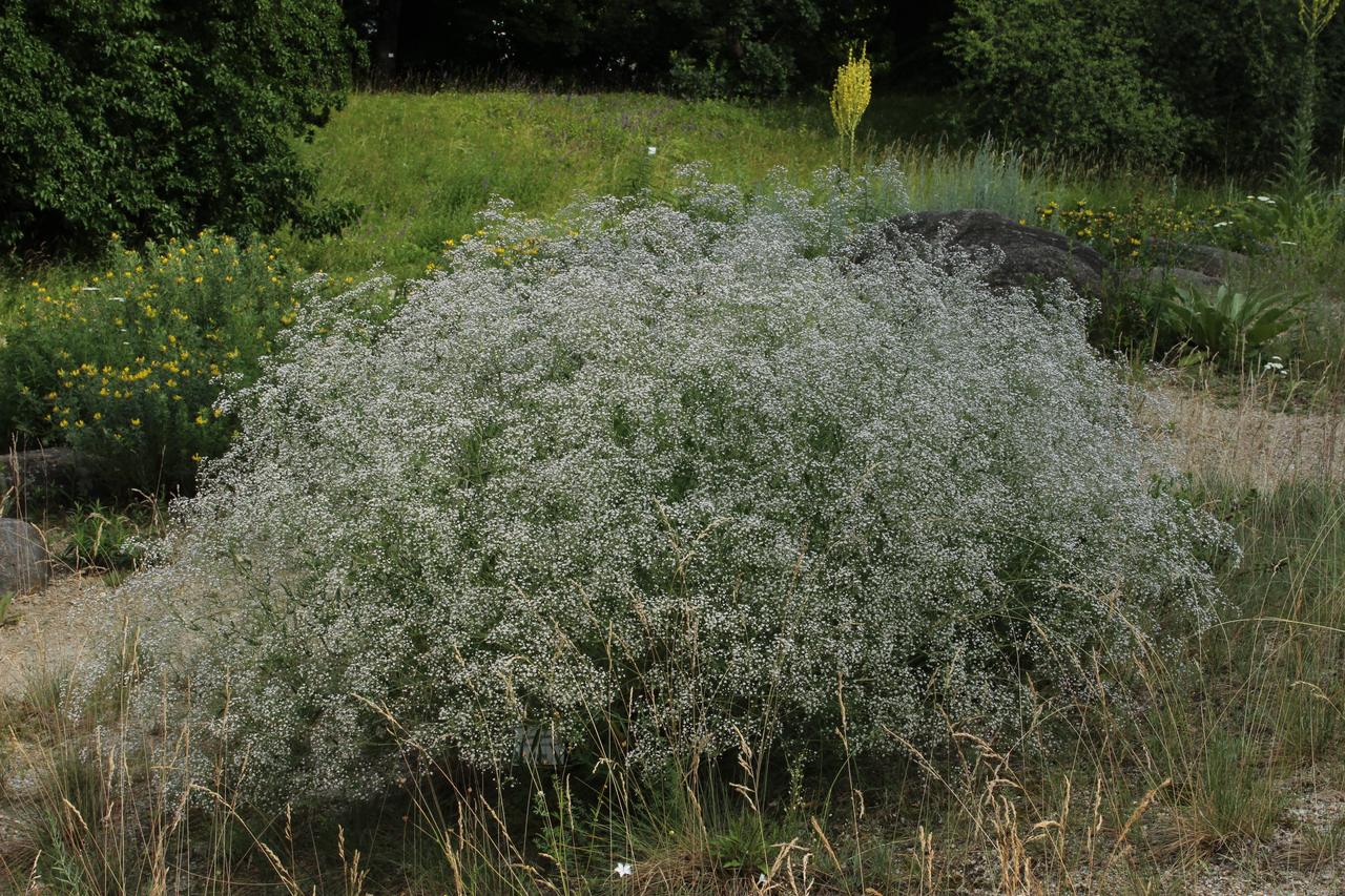 Duża, kopulasta kępa gipsówki wiechowatej w pełni kwitnienia, gęsto pokryta drobnymi białymi kwiatami, na suchej, żwirowej rabacie ogrodu botanicznego, w tle trawy, kamień i krzewy