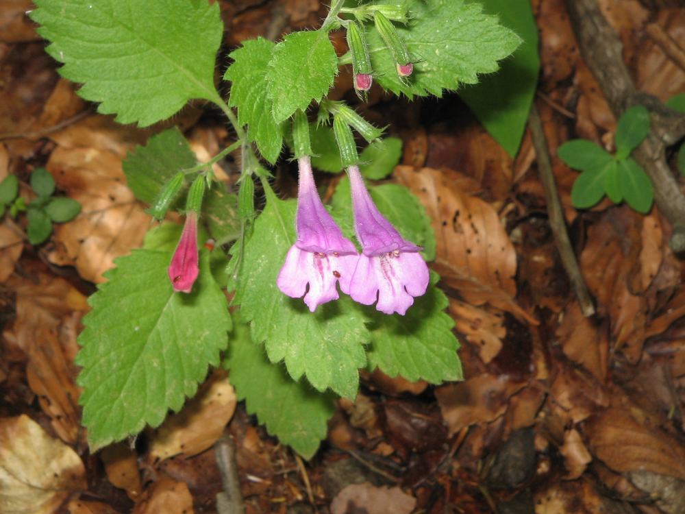 Pęd Calamintha grandiflora z dwoma dużymi, różowofioletowymi, rurkowatymi kwiatami zwisającymi spod jajowatych, grubo ząbkowanych, owłosionych liści; obok pąki, w tle suche liście na ściółce