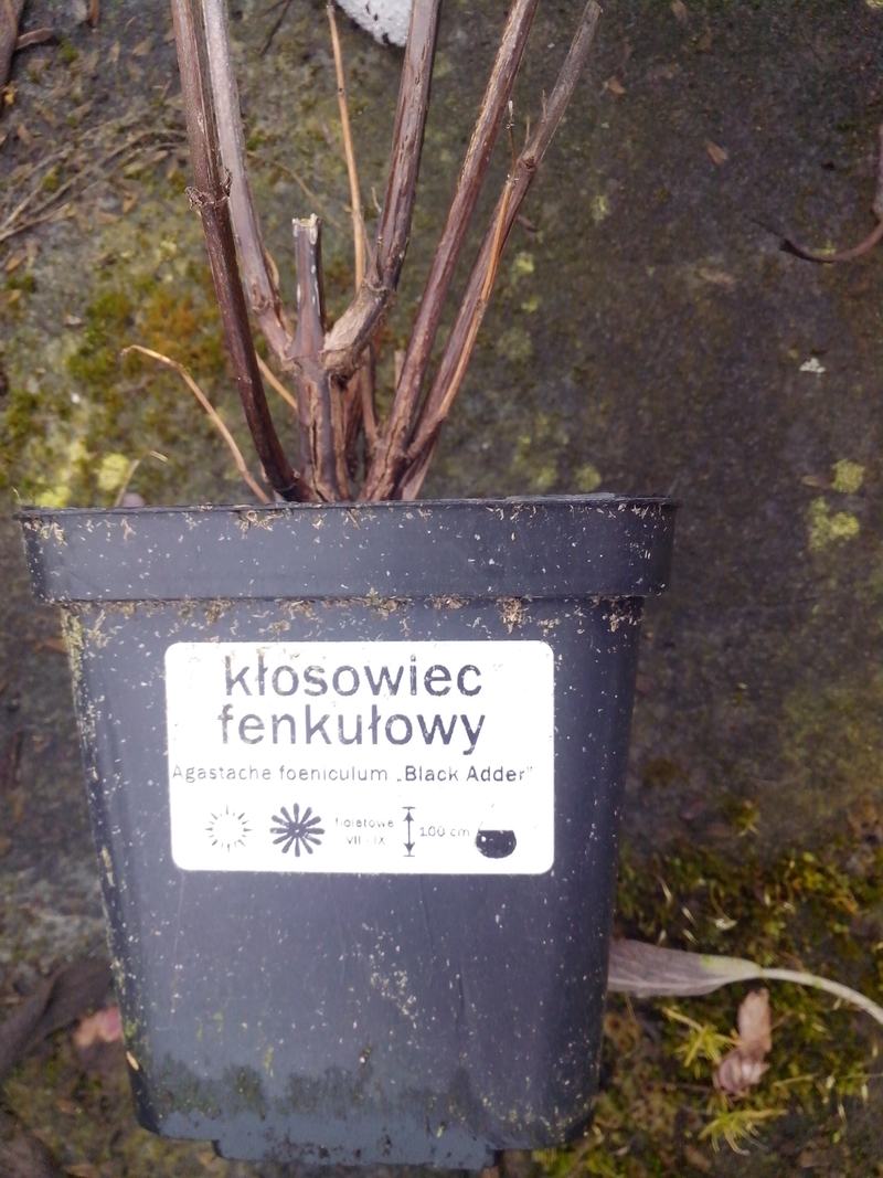 Kłosowiec w czarnej kwadratowej doniczce po zimie: z doniczki wystają grube, suche, brązowe pędy z zeszłego roku, bez liści; na doniczce czytelna etykieta z nazwą odmiany.