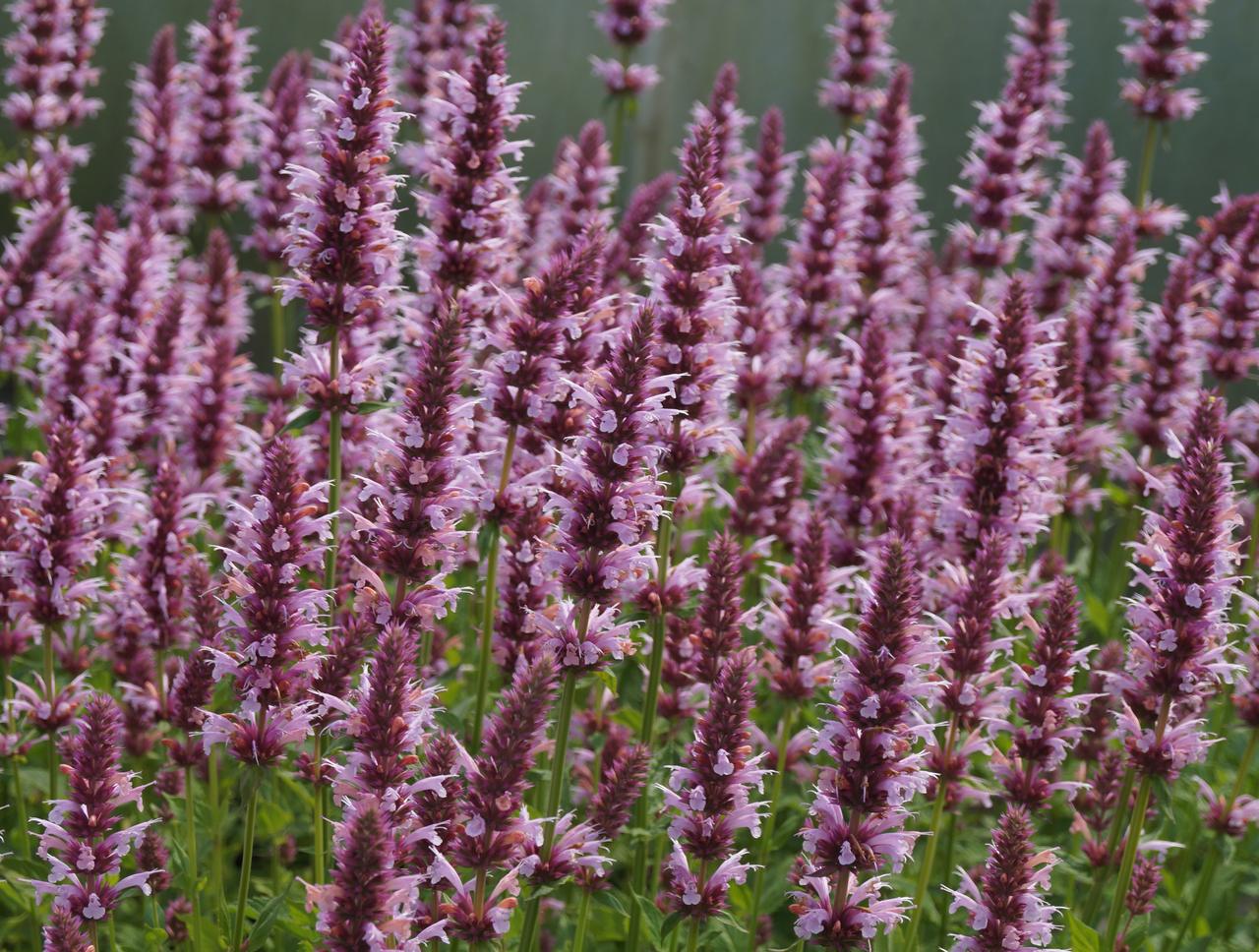 Gęsty łan kwitnących kłosowców: dziesiątki wzniesionych pędów z walcowatymi kłosami jasnoróżowoliliowych kwiatów na ciemnopurpurowych kielichach, w tle zielonoszara ściana tunelu.