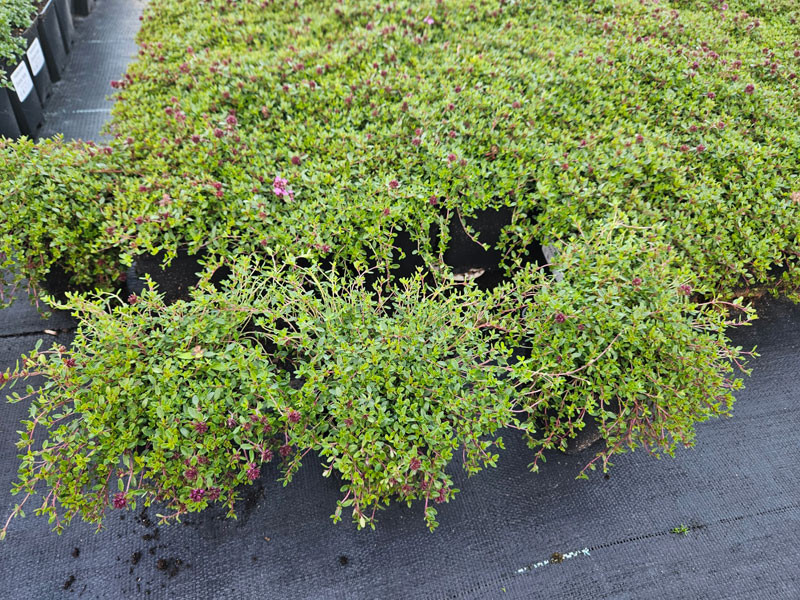 Macierzanki Coccineus w czarnych doniczkach na agrowłókninie - gęste kępy drobnych liści z nielicznymi karminowymi kwiatami przewieszają się przez brzegi doniczek