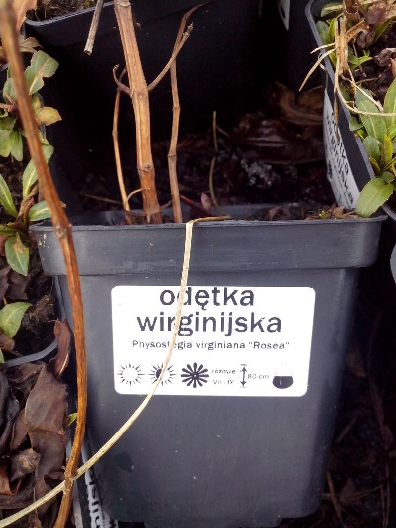 Czarna kwadratowa doniczka z etykietą odętki wirginijskiej 'Rosea' (różowe, VII-IX, 80 cm), z której wystają suche, sztywne pędy z zeszłego roku; obok sąsiednie doniczki z zielonymi liśćmi.