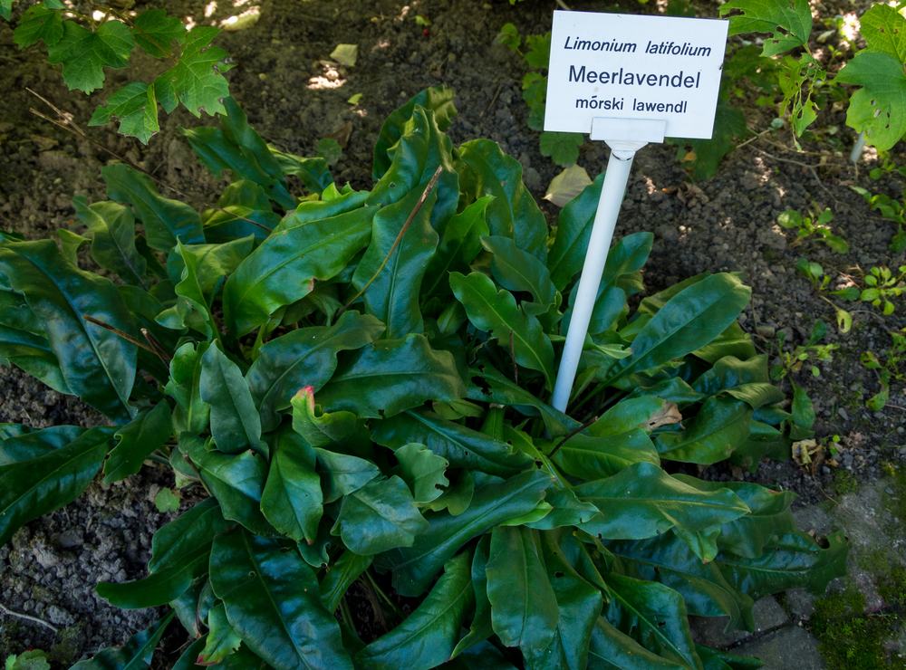 Rozeta szerokich, błyszczących, ciemnozielonych liści bez kwiatów, obok biała tabliczka z napisami Limonium latifolium i Meerlavendel