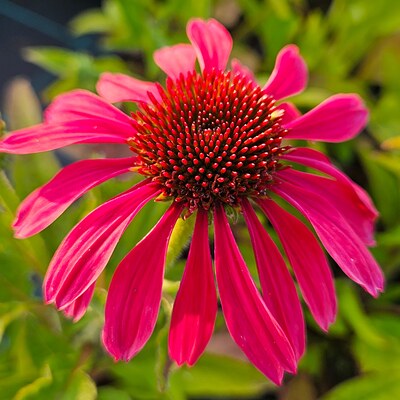 Jeżówki - echinacea