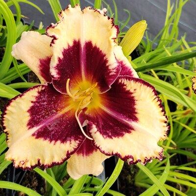 Liliowce - hemerocallis