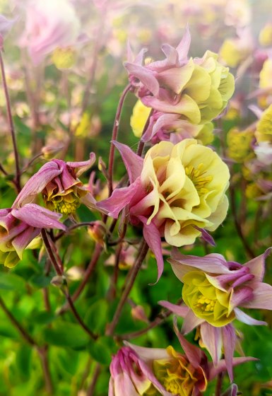 Byliny łatwe w uprawie